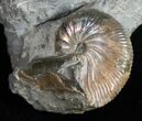 Hoploscaphites Brevis Ammonite Multiple - South Dakota #12095-1